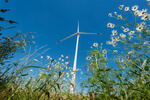 List_ge_cypress_wind_turbine_zout_fotografie